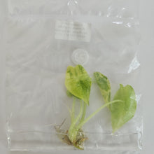 Load image into Gallery viewer, Alocasia Longiloba Aurea variegated tissue culture 2DayAir
