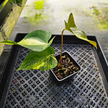 Load image into Gallery viewer, Anthurium Andraeanum White Heart, Exact Plant Variegated Ships Nationwide
