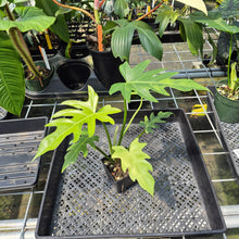 Load image into Gallery viewer, Philodendron Radiatum Aurea Variegated exact plant, Fedex 2day*
