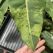 Load image into Gallery viewer, Philodendron Ilsemanii Variegated exact plant, Fedex 2day*

