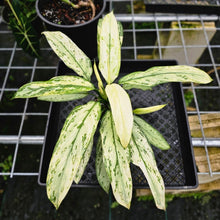 Load image into Gallery viewer, Aglaonema Ice Queen, Silver Queen, Exact Plant Variegated
