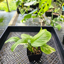 Load image into Gallery viewer, Monstera Lechleriana, Exact Plant Variegated 2 plant pot Ships Nationwide
