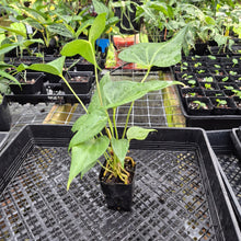 Load image into Gallery viewer, Anthurium Macrolobium, Exact Plant Ships Nationwide
