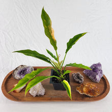 Load image into Gallery viewer, Philodendron Ring Of Fire Variegated 2.5" pot, Fedex 2day*
