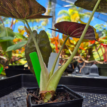 Load image into Gallery viewer, Alocasia Wentii, Exact Plant Variegated Ships Nationwide
