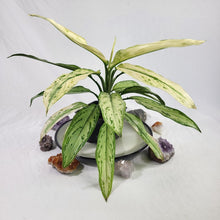 Load image into Gallery viewer, Aglaonema Ice Queen, Silver Queen, Exact Plant Variegated
