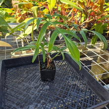 Load image into Gallery viewer, Philodendron Quercifolium, Exact Plant Ships Nationwide
