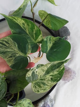 Load image into Gallery viewer, Philodendron Hederaceum, Heart Leaf, Exact Plant Variegated
