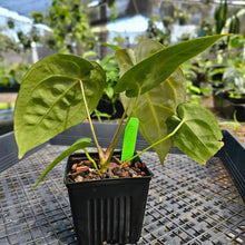 Load image into Gallery viewer, Anthurium &quot;Michelle x Zara&quot; x Noid Hybrid, Exact Plant Ships Nationwide
