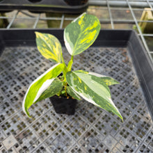 Load image into Gallery viewer, Philodendron White Wizard Aurea Variegated exact plant, Fedex 2day*

