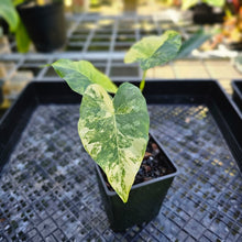 Load image into Gallery viewer, Alocasia Gageana Aurea, Exact Plant Variegated
