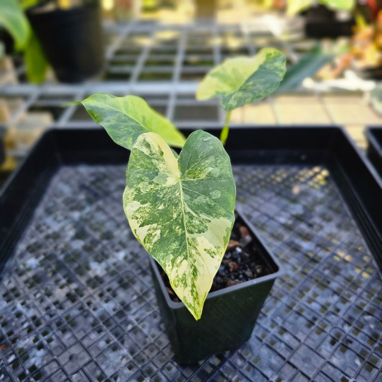 Alocasia Gageana Aurea, Exact Plant Variegated