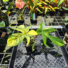 Load image into Gallery viewer, Philodendron Florida Beauty Variegated exact plant, Fedex 2day*
