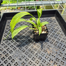 Load image into Gallery viewer, Anthurium Vittarifolium Variegated exact plant, Fedex 2day*
