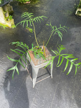 Load image into Gallery viewer, Philodendron Polypodioides, Exact Plant Ships Nationwide
