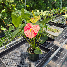 Load image into Gallery viewer, Anthurium Shibori Variegated exact plant, Fedex 2day*
