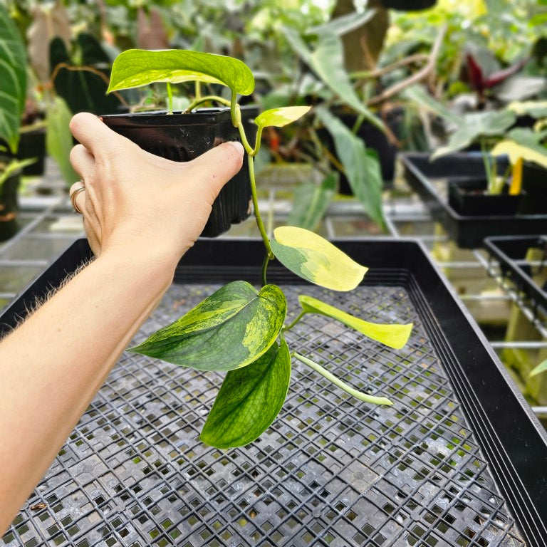 Scindapsus Jade Satin Aurea, Exact Plant Variegated