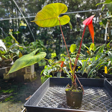 Load image into Gallery viewer, Anthurium Red Beauty, Exact Plant
