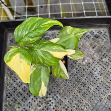 Load image into Gallery viewer, Monstera Lechleriana , Exact Plant Variegated Ships Nationwide
