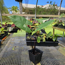 Load image into Gallery viewer, Alocasia Macrorhizza Black Stem, Exact Plant Variegated
