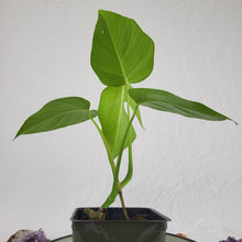 Load image into Gallery viewer, Monstera Sierrana Hawaii Clone, Exact Plant
