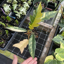 Load image into Gallery viewer, Philodendron Caramel Marble variegated exact plant, Fedex 2day*
