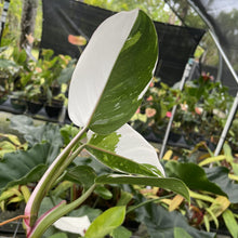 Load image into Gallery viewer, Philodendron White Princess Variegated exact plant, Fedex 2day*
