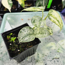 Load image into Gallery viewer, Scindapsus Peasun, Exact Plant Variegated Ships Nationwide

