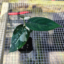 Load image into Gallery viewer, Syngonium Chiapense, Exact Plant Variegated Ships Nationwide
