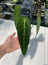 Load image into Gallery viewer, Anthurium Warocqueanum, Queen, Exact Plant Ships Nationwide
