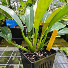 Load image into Gallery viewer, Philodendron Wend Imbe, Exact Plant Variegated Ships Nationwide
