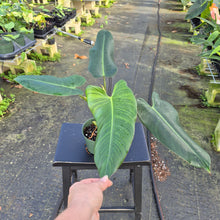 Load image into Gallery viewer, Philodendron Sagittifolium, Tuxtlanum Rubra 6" pot, Fedex 2day
