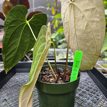 Load image into Gallery viewer, Anthurium Ace Of Spades X Papillilaminum, Exact Plant
