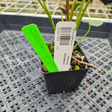 Load image into Gallery viewer, Anthurium Moodeanum, Exact Plant Ships Nationwide
