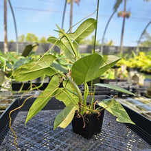 Load image into Gallery viewer, Philodendron Bipennifolium, Exact Plant Variegated Ships Nationwide
