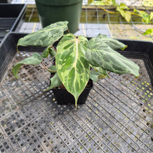 Load image into Gallery viewer, Philodendron Gloriosum Snow Leopard, variegated, Exact Plant Ships Nationwide
