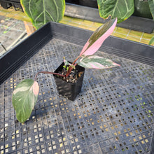 Load image into Gallery viewer, Philodendron Pink Princess Galaxy, Exact Plant Variegated Ships Nationwide
