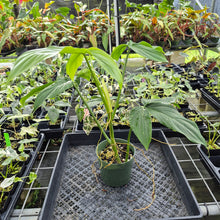 Load image into Gallery viewer, Philodendron Tripartitum exact plant, Fedex 2day*
