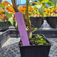 Load image into Gallery viewer, Philodendron Verrucosum Melon, Exact Plant Ships Nationwide

