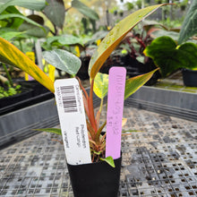 Load image into Gallery viewer, Philodendron Red Congo, Exact Plant Variegated Ships Nationwide
