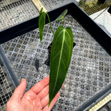 Load image into Gallery viewer, Anthurium Cirinoi, Exact Plant Ships Nationwide
