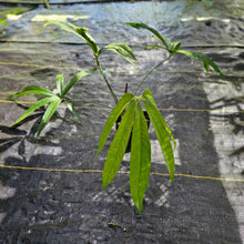 Load image into Gallery viewer, Anthurium Polydactylum, Exact Plant Ships Nationwide
