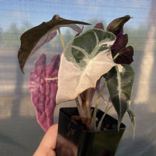 Load image into Gallery viewer, Alocasia Polly Snowflake Pink variegated exact plant, Fedex 2day*
