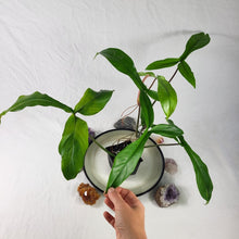 Load image into Gallery viewer, Philodendron 69686, Exact Plant
