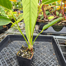 Load image into Gallery viewer, Anthurium Spectabile, Exact Plant Ships Nationwide
