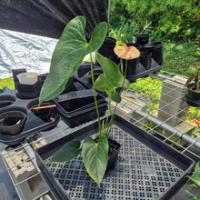 Load image into Gallery viewer, Anthurium Shibori Variegated exact plant, Fedex 2day*
