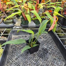 Load image into Gallery viewer, Anthurium Scherzerianum "Pig Tail" Speckled, Exact Plant

