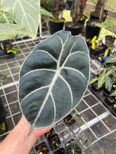 Load image into Gallery viewer, Alocasia Longiloba Grandis x Sanderiana 'Mark Campbell' 2.5" pot, Fedex 2day*
