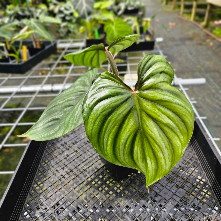 Philodendron Plowmanii, Exact Plant Round Form