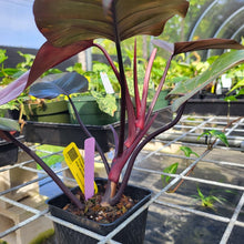 Load image into Gallery viewer, Philodendron Orange Princess, Exact Plant Variegated Ships Nationwide
